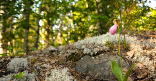 Pink Lady Slipper Orchid